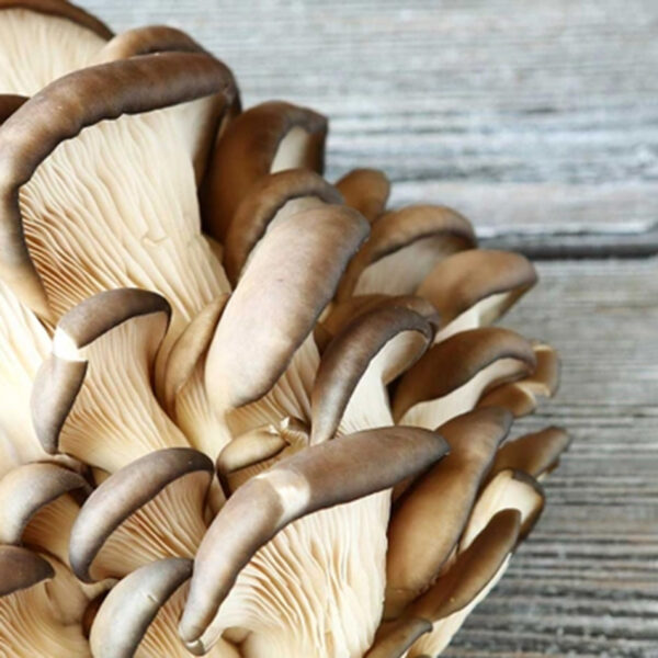 Da li poznajete gljivu bukovaču?