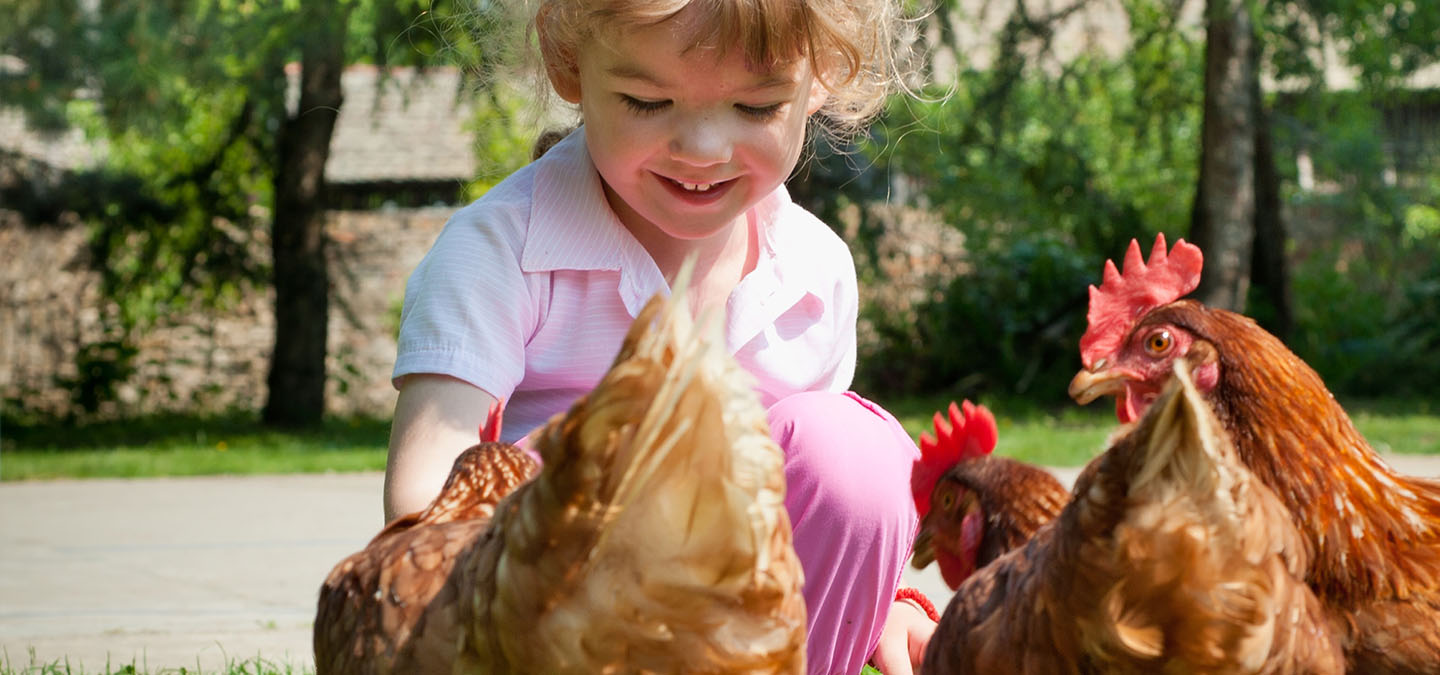Djevojčica hrani kokoši.